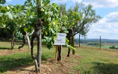 Inscription au Catalogue Officiel du Tardif, cépage originaire du Piémont Pyrénéen