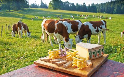 Le Comté, un fromage français AOP/AOC à pâte dure