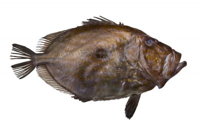 Le Saint-Pierre, un poisson de légende