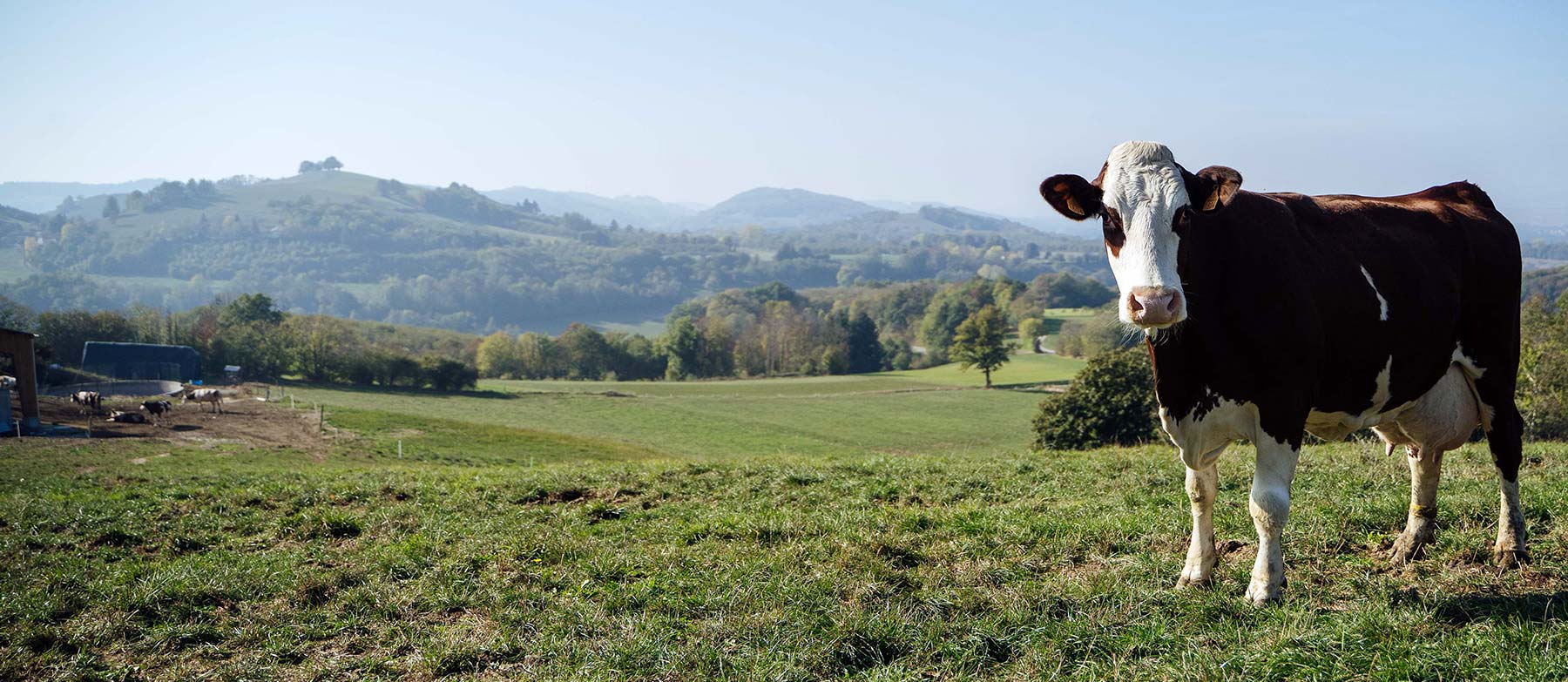 Vache Montbéliarde