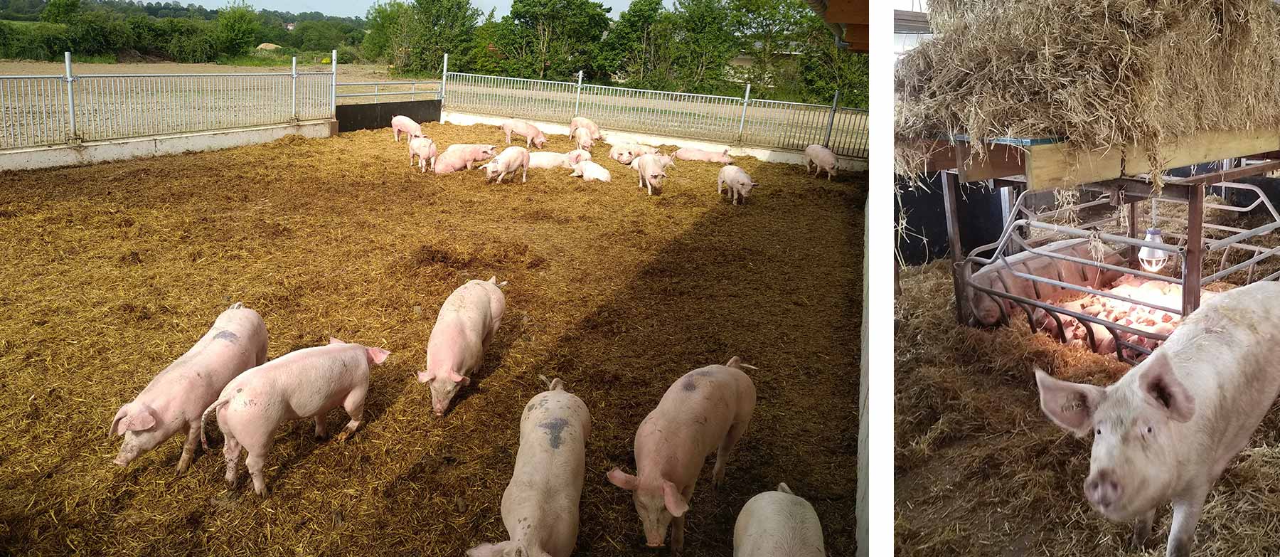Cochon d'Ou Don Cochon d'Ou Don