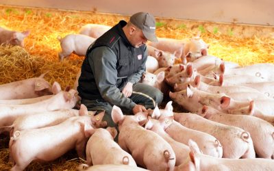 Le Cochon d’Où Don, élevage de porcs bio à Oudon