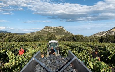 E’Croce, domaine d’Yves Leccia à Poggio d’Oletta en Corse