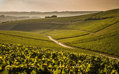 La Chablisienne, une cave au coeur du vignoble de Chablis