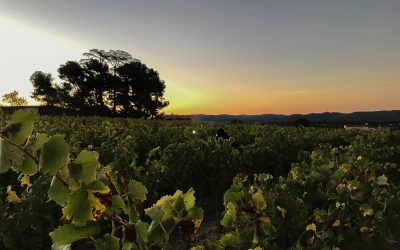 MasLauris, domaine viticole en Luberon