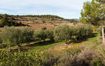 Domaine L’Ostal Cazes