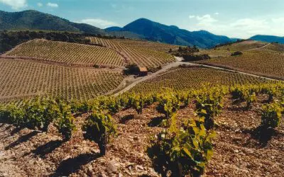 Cave de Roquebrun, vins du Languedoc