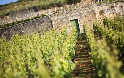 Domaine Chanson, vins de Bourgogne depuis 1750