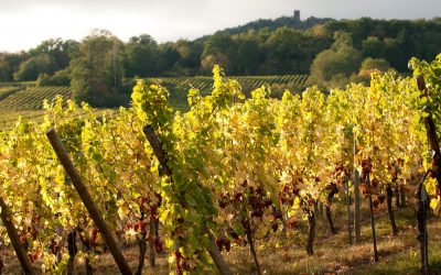 Cave de Ribeauvillé