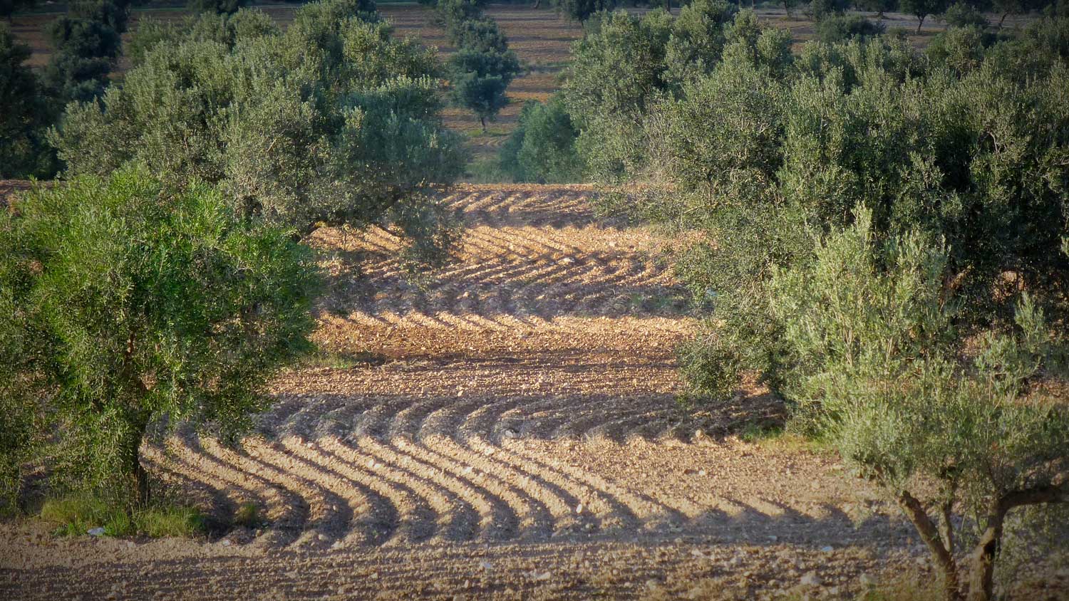 Domaine de Segermès Domaine de Segermès