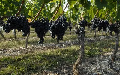 Le Malbec, cépage essentiel de l’AOC Cahors