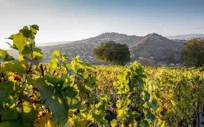 L’AOC Côtes d’Auvergne, un terroir volcanique