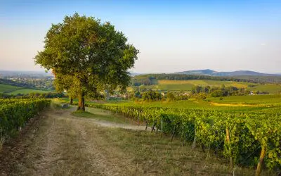 Crémant de Bourgogne Sainchargny