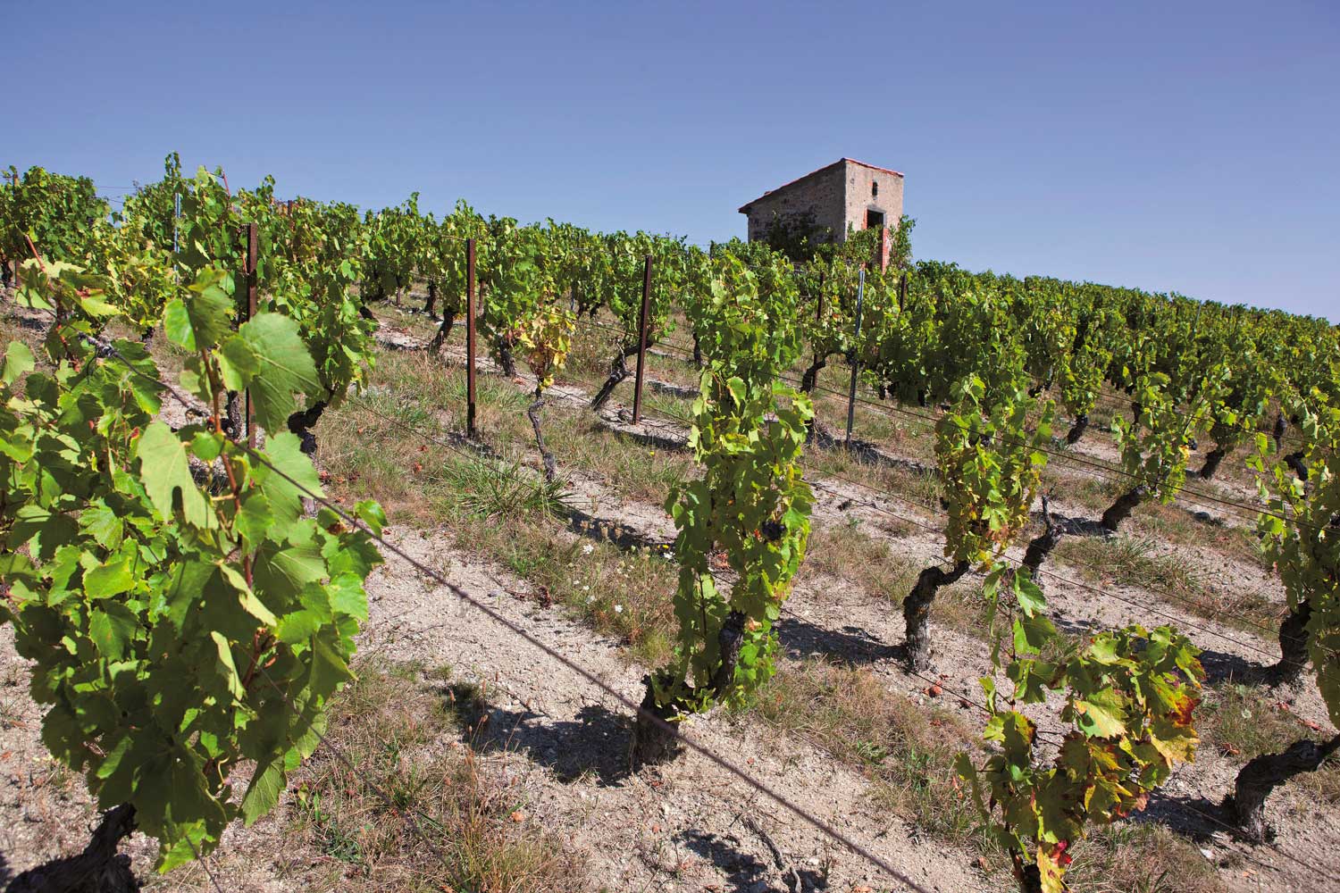 AOC Côtes d'Auvergne