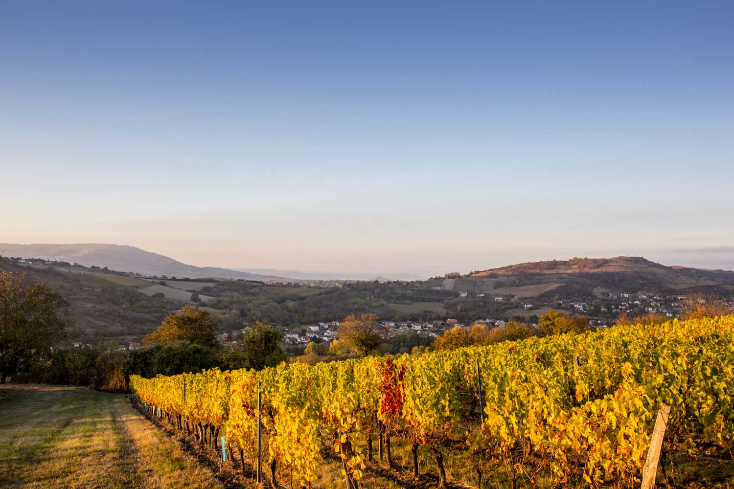 AOC Côtes d'Auvergne