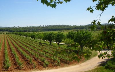Château Trians, vins de Provence à Néoules