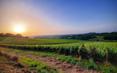 Domaine Laplace, Vins du Madiran & Pacherenc du Vic Bilh