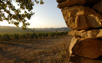 Les vins de l’AOC Cahors, l’expression d’un patrimoine vivant