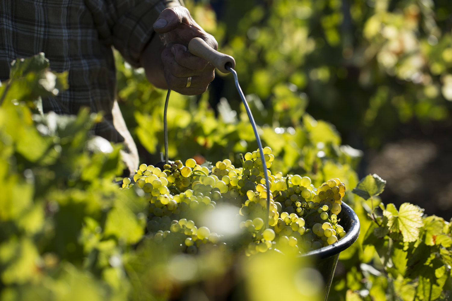 Raisin Chardonnay Chablis A. IBANEZ