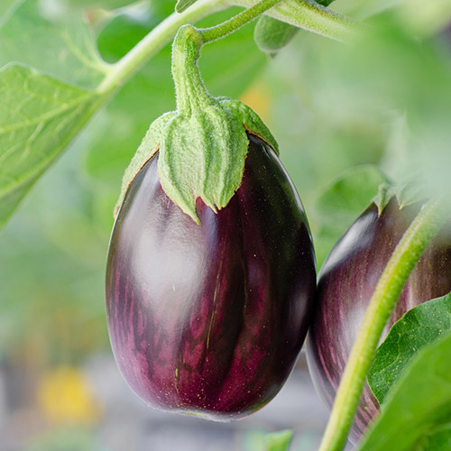 Recettes Aubergines