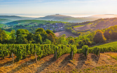 Sancerre, vins du Centre-Loire