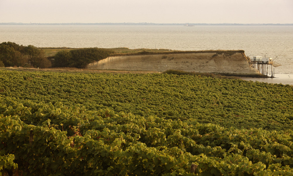 Vignes Pineau des Charentes