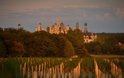 Le vignoble au Château de Chambord
